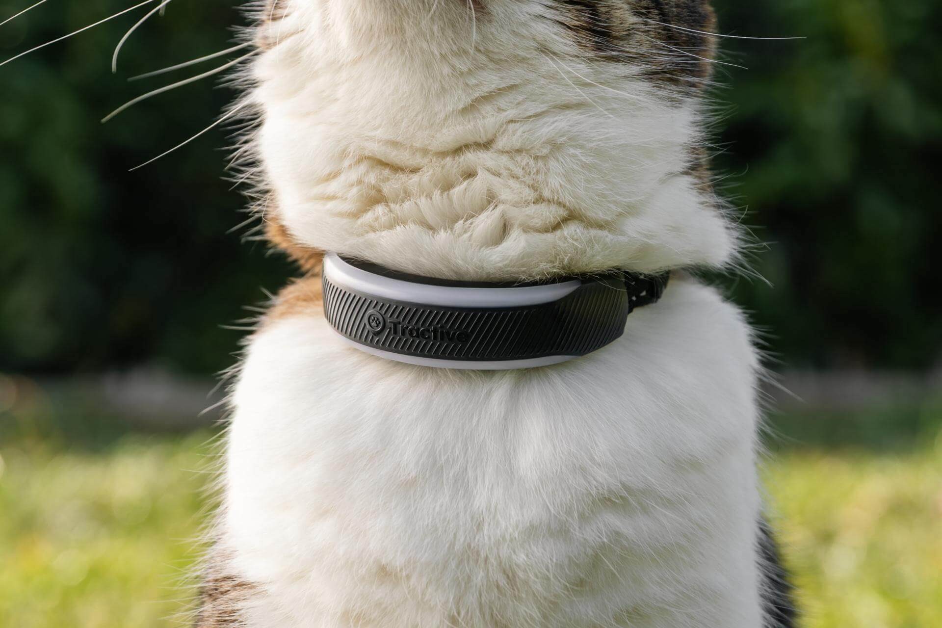 CAT Mini